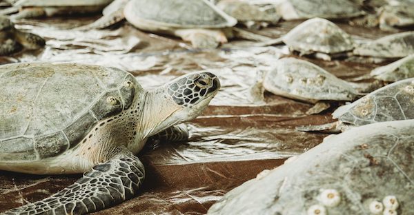 Combined Effort Helps Save Texas Sea Turtles After Historic Cold Stun Event